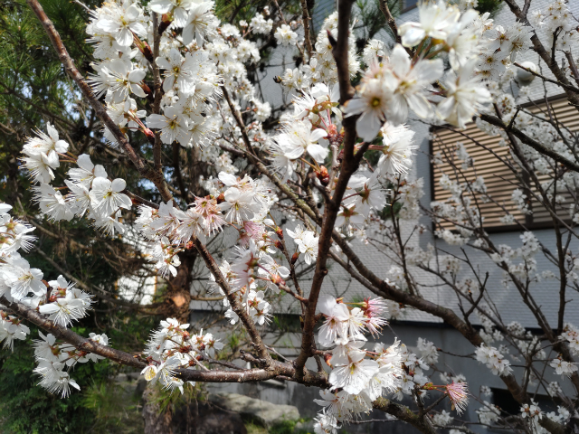 早咲きの桜